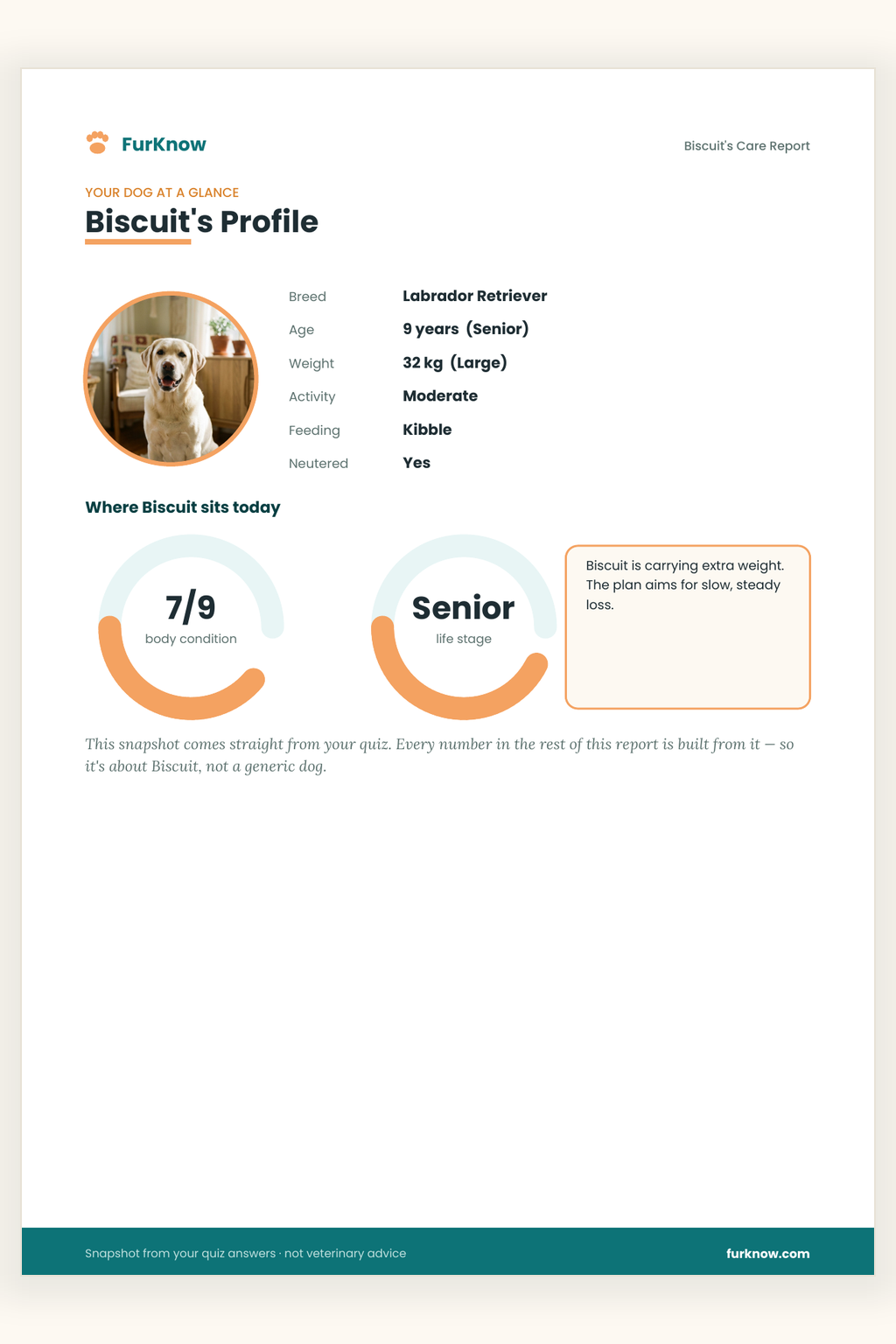 Personalised Dog Care Report